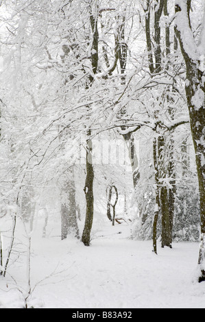 Le poids de la neige crée un Winter Wonderland, Londres Banque D'Images
