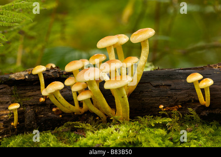 Close up du soufre touffe Hypholoma fasciculare en Pays Basque France Banque D'Images