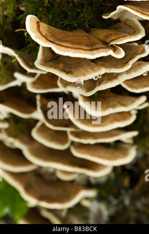 La Turquie Trametes versicolor champignons queue Pays Basque France Banque D'Images