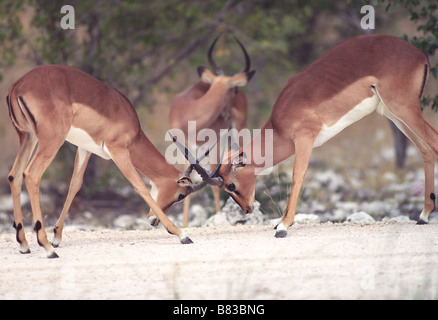 Deux jeunes hommes du sud de reedbuck redunca arundinum sparring Banque D'Images