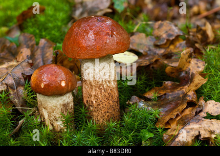 Scaber plafonné rouge Pays Basque le Leccinum aurantiacum manette France Banque D'Images