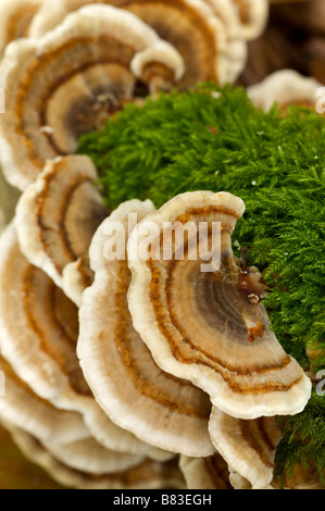 La Turquie Trametes versicolor champignons queue Pays Basque France Banque D'Images