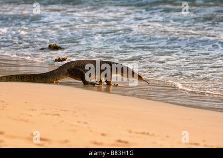 Surveiller Lizard (Varanus niloticus) sur la plage. Bornéo, Malaisie Banque D'Images