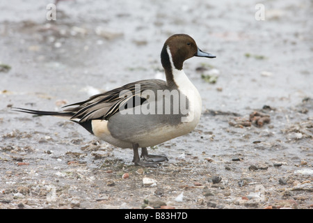 Le Canard pilet Anas acuta mâle adulte debout sur glace sur les rives du lac Banque D'Images