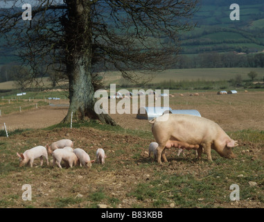 Large White X duroc x landrace sow avec porcelets dans une piscine en plein air de l'unité dans le Devon de porc Banque D'Images