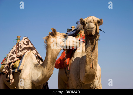 Les chameaux attendre pour donner au tourisme Trou Bleu sur la côte de la mer Rouge, au nord de la station balnéaire de Dahab Sinai en Egypte Banque D'Images