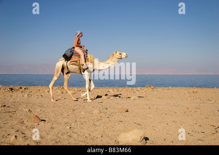 Une des tours touristiques un chameau sur safari à Ras Abu Gallum sur la côte de la mer Rouge, au nord de la station balnéaire de Dahab Sinai en Egypte Banque D'Images