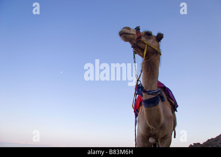 Un chameau attend sur la rive au crépuscule près de Ras Abu Gallum sur la côte de la mer Rouge, au nord de la station balnéaire de Dahab Sinai en Egypte Banque D'Images