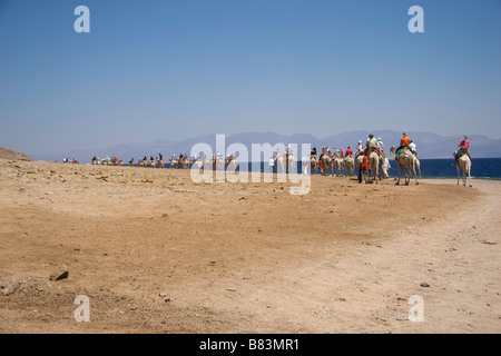 Former un chameau porte les touristes sur l'excursion au Trou Bleu reef au nord de la station balnéaire de Dahab Sinai en Egypte Banque D'Images