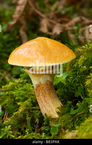 Mélèze bolet Suillus grevillei Pays Basque France Banque D'Images