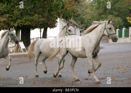 Chevaux lipizzans laisser leurs écuries d'aller au pâturage à l'Kobilarna haras de Lipica en Slovénie Primorska, Banque D'Images