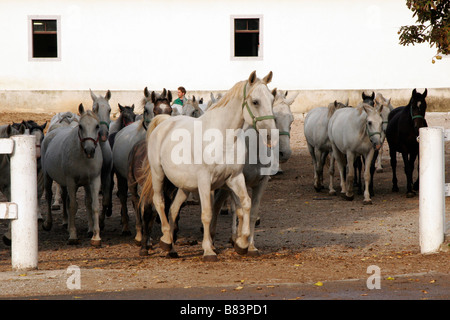 Chevaux lipizzans laisser leurs écuries d'aller au pâturage à l'Kobilarna haras de Lipica en Slovénie Primorska, Banque D'Images