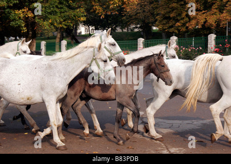 Chevaux lipizzans laisser leurs écuries d'aller au pâturage à l'Kobilarna haras de Lipica en Slovénie Primorska, Banque D'Images