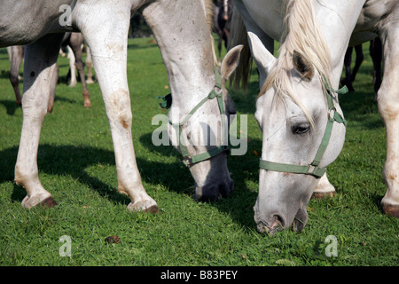 Chevaux lipizzans pâturage au Kobilarna haras de Lipica en Slovénie Primorska, Banque D'Images