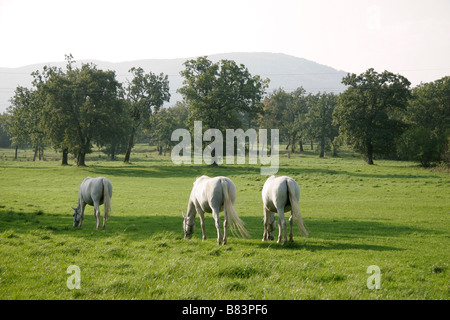 Chevaux lipizzans pâturage au Kobilarna haras de Lipica en Slovénie Primorska, Banque D'Images