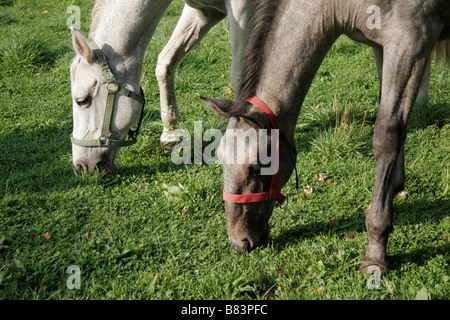 Chevaux lipizzans pâturage au Kobilarna haras de Lipica en Slovénie Primorska, Banque D'Images