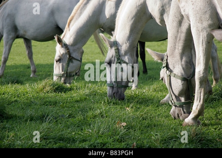 Chevaux lipizzans pâturage au Kobilarna haras de Lipica en Slovénie Primorska, Banque D'Images