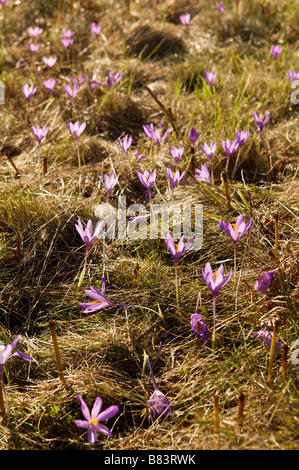 Fleur de Crocus sp forestiers en automne Pays basque France Banque D'Images