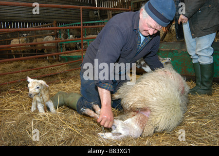 Le temps de l'agnelage un agriculteur aide ses brebis pour offrir un agneau Horton dans Ribblesdale Yorkshire Dales UK Banque D'Images