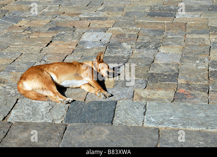 Un chien se trouve dormant dans le soleil sur les pavés dans la cour de Wangdue Dzong Phrodrang Banque D'Images