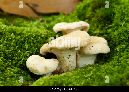 Hérisson de bois jeune Hydnum repandum dans moss Pays Basque France Banque D'Images