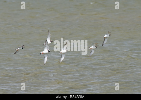 TURNSTONE Arenaria interpres réserve RSPB Titchwell Angleterre Norfolk Banque D'Images