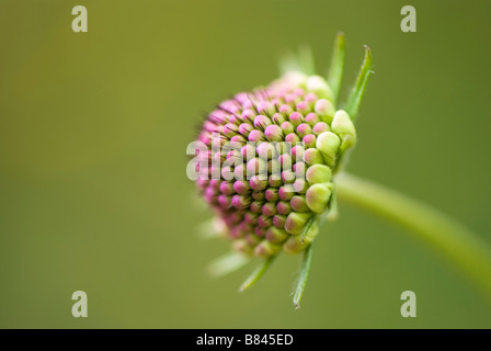 Close up of scabious fleur en bouton Banque D'Images