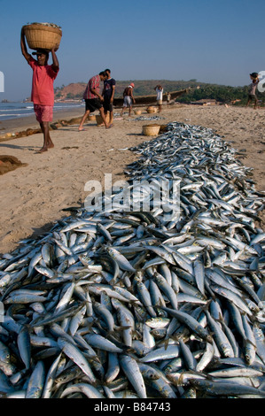 Du poisson frais sur la plage de Goa Inde Arambol Banque D'Images