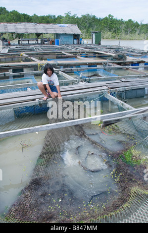 Kukup est un petit village de pêcheurs il est célèbre pour ses restaurants de fruits de mer en plein air construit sur pilotis sur l'eau. Banque D'Images