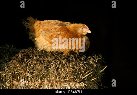 Faire revenir le poulet assises sur des sous caution Banque D'Images