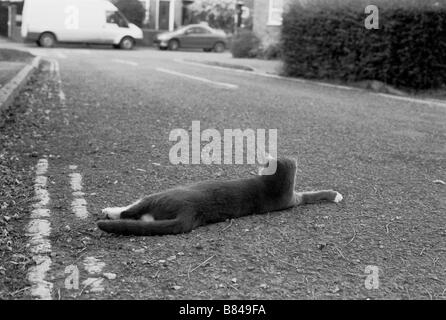 Chat gris et blanc de détente dans la route Banque D'Images