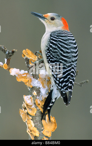 Pic à ventre roux Melanerpes carolinus, femme, l'Est des Etats-Unis, par aller Moody/Dembinsky Assoc Photo Banque D'Images