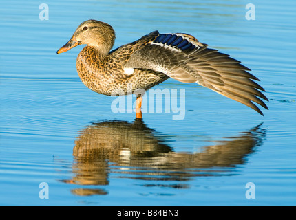 Femelle Canard colvert Anas platyrhynchos ailes de séchage en Amérique du Nord, par aller Moody/Dembinsky Assoc Photo Banque D'Images