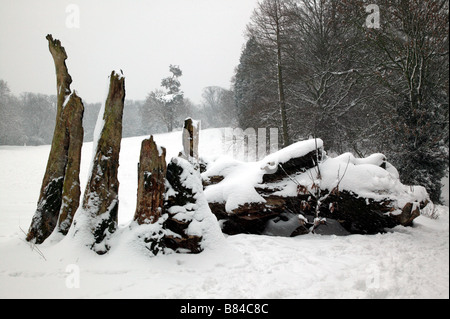 Vue d'hiver des restes d'un vieux chêne de la Turquie sur le moignon de la chaîne verte Promenade à travers le parc Lieu Beckenham, Lewisham Banque D'Images