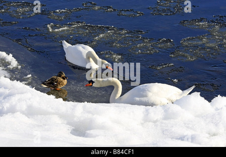 Deux cygnes et d'un Canard colvert dans une rivière entourée par la glace et de la neige durant l'hiver dans la rivière Dee en Ecosse, Royaume-Uni Banque D'Images