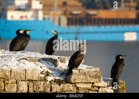 Colonie de grand cormoran Phalacrocorax carbo sur Adour Pays Basque France Banque D'Images