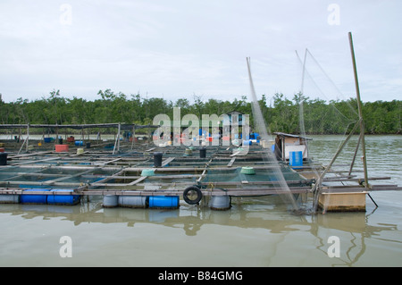 Kukup est un petit village de pêcheurs il est célèbre pour ses restaurants de fruits de mer en plein air construit sur pilotis sur l'eau. Banque D'Images