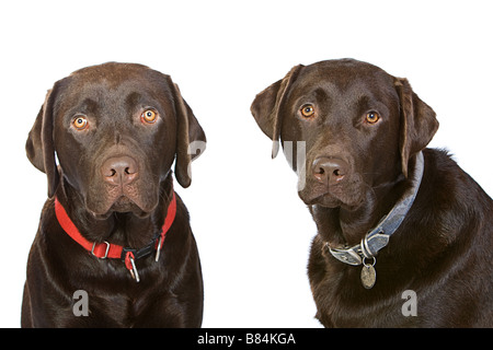 Deux frères labrador chocolat blanc isolé contre Banque D'Images