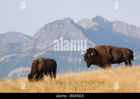 Buffalo en contreforts des Rocheuses, Waterton Lakes National Park, Alberta, Canada. Banque D'Images