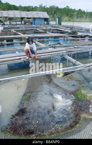 Kukup est un petit village de pêcheurs il est célèbre pour ses restaurants de fruits de mer en plein air construit sur pilotis sur l'eau. Banque D'Images