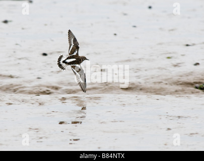 TURNSTONE Arenaria interpres Brancaster Staithe Angleterre Norfolk Banque D'Images