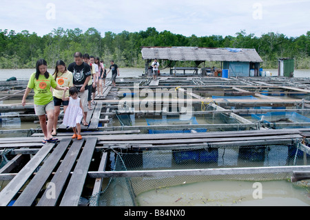 Kukup est un petit village de pêcheurs il est célèbre pour ses restaurants de fruits de mer en plein air construit sur pilotis sur l'eau. Banque D'Images