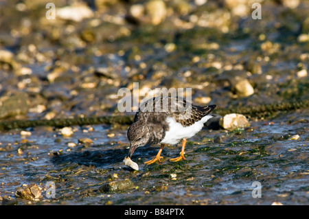 TURNSTONE Arenaria interpres Brancaster Staithe Angleterre Norfolk Banque D'Images