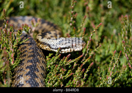 Vipère Vipera berus Derbyshire, Angleterre Banque D'Images