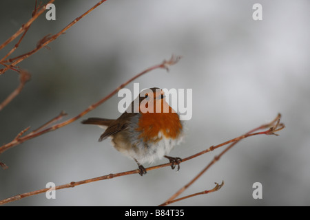 Erithacus rubecula aux abords de se percher dans Bush Banque D'Images