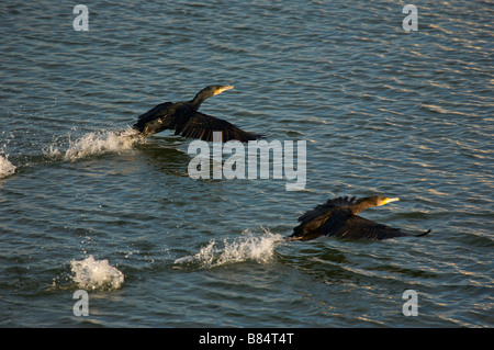 Grand cormoran Phalacrocorax carbo au décollage sur Adour Pays Basque France Banque D'Images