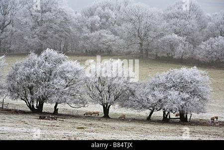 Des moutons paissant dans les conditions froides de l'hiver avec givre sur les arbres Wales UK Banque D'Images