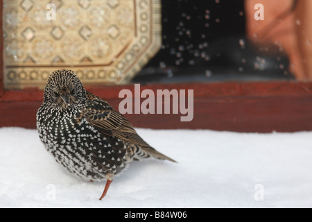 STARLING Sternus vulgaris se percher sur le rebord couvert de neige Banque D'Images