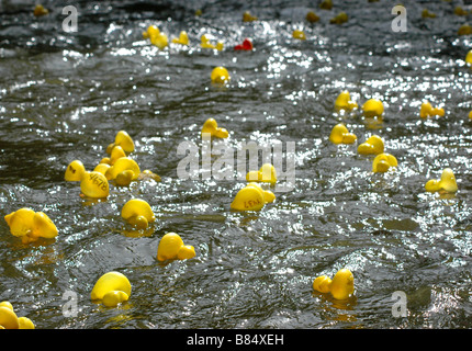 De nombreux canards en caoutchouc dans une rivière, publié pour la course de canards annuelle à Boulder, Colorado. Banque D'Images