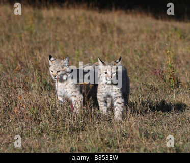 Les jeunes chatons lynx roux Lynx rufus, Banque D'Images